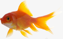 可爱金鱼黄色可爱金鱼高清图片