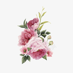 水粉花卉手绘水彩玫瑰花高清图片