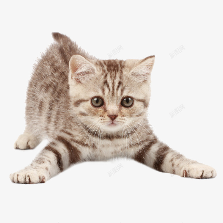 猫咪png免抠素材_88icon https://88icon.com 猫咪可爱的猫 毛茸茸 大眼睛 宠物 猫咪 呆萌  花猫 猫素材