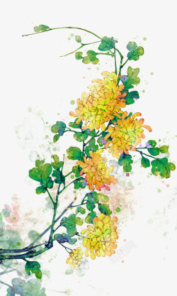 重阳花手绘花卉黄色菊花高清图片