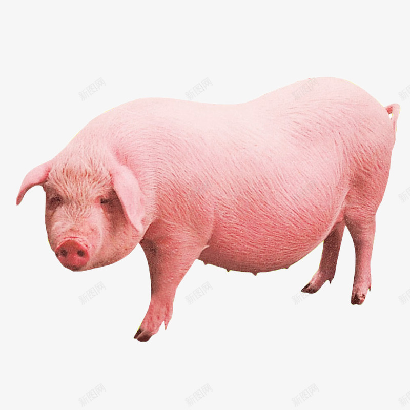 家养的猪psd免抠素材_88icon https://88icon.com Q版猪 动物 大肥猪 家畜 猪肉 肥猪