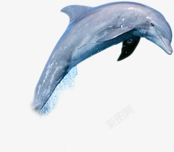 海洋鲸鱼海豚素材