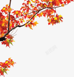 手绘红黄色枫叶风景素材