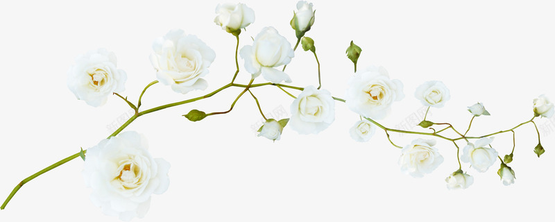 白色花朵绿枝干png免抠素材_88icon https://88icon.com 枝干 白色 花朵