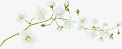 白色花朵绿枝干素材