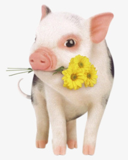 动物小猪约会宠物猪高清图片