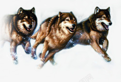七匹狼动物奔跑七匹狼电商高清图片
