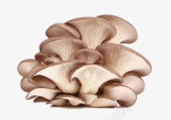 时令应季蔬菜新鲜的蘑菇高清图片