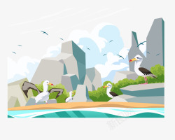 野生海鸟在旷野的中的信天翁高清图片