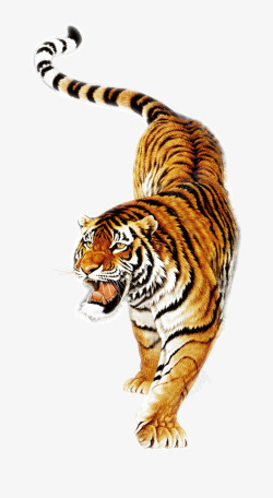 哺乳动物老虎高清图片