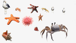 深海底纹海胆海星高清图片