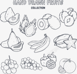 龙果手绘素描水果矢量图高清图片