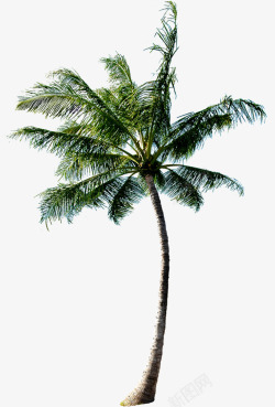 沙滩度假海边椰子树素材