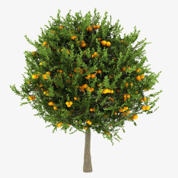 一棵树的小金橘树高清图片