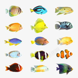 生物鱼儿热带鱼高清图片