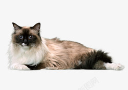 动物装饰画趴着的布偶猫动物高清图片