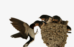 燕子窝哺育雏鸟的燕子高清图片