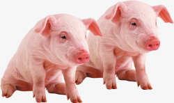 农家土猪配种养殖售卖粉色种猪宣素材