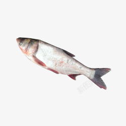 白鲢鱼图鱼类免素材