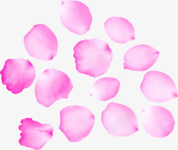 多片玫瑰花瓣粉紫色素材