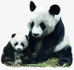 可爱大熊可爱大熊猫动物高清图片