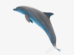海洋哺乳动物跃起的海豚高清图片