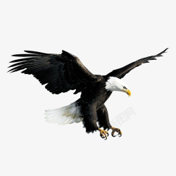 雄鹰高速飞翔飞翔的雄鹰高清图片