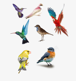 彩色的鸟七款会飞的鸟高清图片