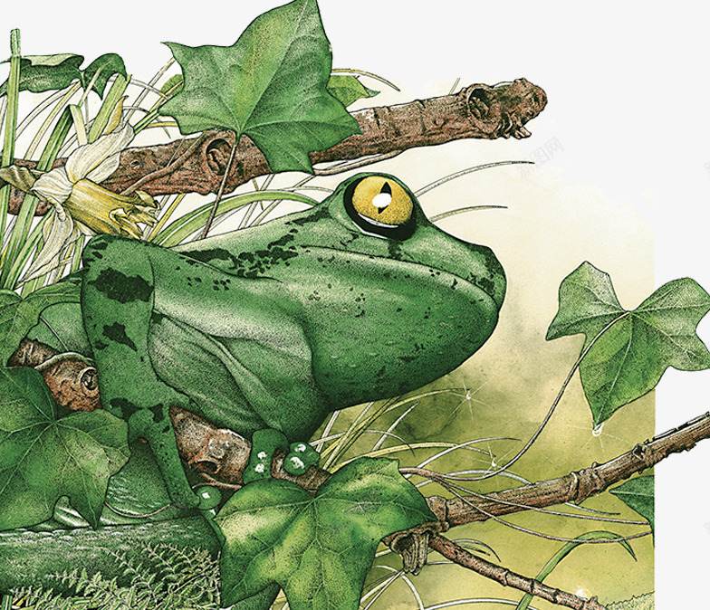 热带雨林青蛙插画png免抠素材_88icon https://88icon.com 插画 无脊椎动物 热带雨林 青蛙