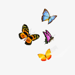 成群的蝴蝶成群美丽飞舞蝴蝶高清图片