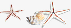 海星沙滩海边贝壳海螺卡通素材