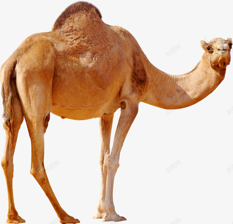 抬头的骆驼png免抠素材_88icon https://88icon.com png 动物 抬头 骆驼 骆驼科生物
