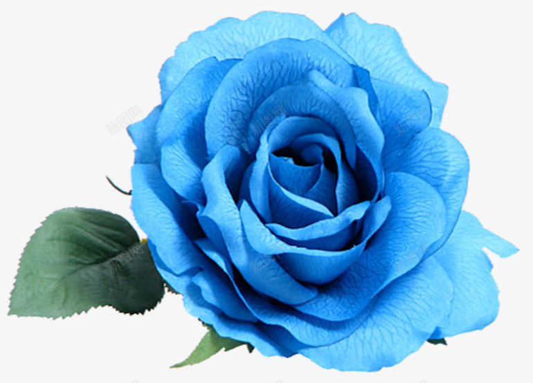 玫瑰花png免抠素材_88icon https://88icon.com 产品实物 免扣 唯美 小清新 平面装饰 爱情 玫瑰 玫瑰花ai 盛开 花 花朵 花瓣 蓝色 蓝色玫瑰 鲜花