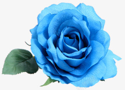 小清新蓝色花框玫瑰花高清图片