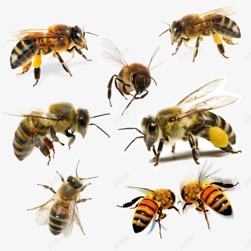 七种样式蜜蜂psd免抠素材_88icon https://88icon.com 小蜜蜂 昆虫 蜂类 蜜蜂 采蜜 黄色