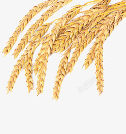 麦粒成熟的麦穗高清图片