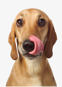 可爱吐舌头的狗狗素材