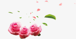 粉红色玫瑰花花瓣飞舞装饰图案素材
