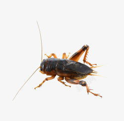 蝈蝈蟋蟀高清图片