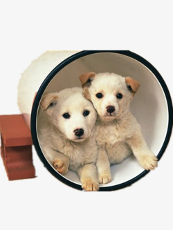 白桶里面的两只小狗素材