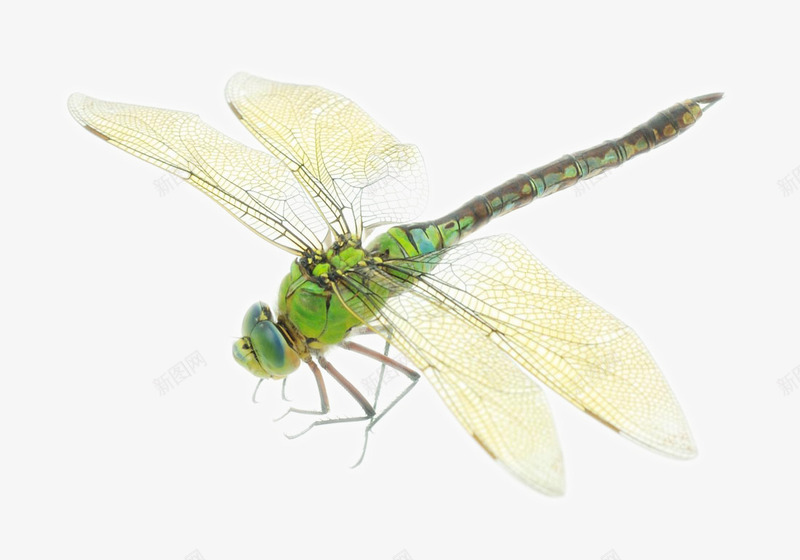 蜻蜓png免抠素材_88icon https://88icon.com 昆虫蜻蜓  蜻蜓 透明 翅膀 益虫 生物世界 空中 飞舞