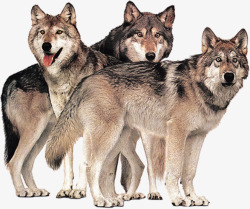 狼群灰色山地狼群团队高清图片