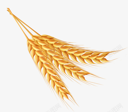 植物金色农作物麦穗图标图标