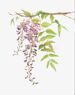 色彩手绘的紫藤花素材