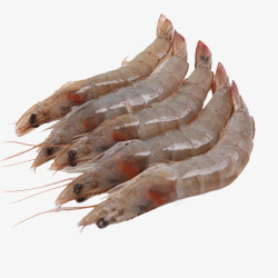 野生水产大虾素材
