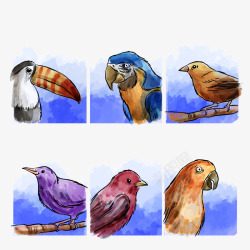 彩绘鸟类卡片素材