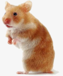 可爱的小老鼠仓鼠高清图片