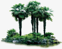 热带雨林树木景观素材