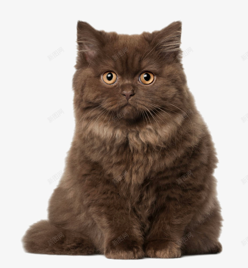 坐立的波斯猫png免抠素材_88icon https://88icon.com png图片 png图片素材 免费png 免费png元素 动物 大猫 猫咪 装饰素材 高清免费png素材