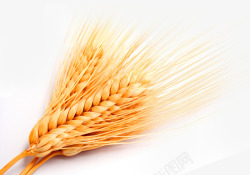 金黄色小麦麦穗麦子素材